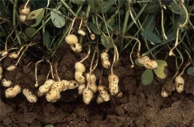 HOW TO GROW PEANUTS |The Garden of Eaden