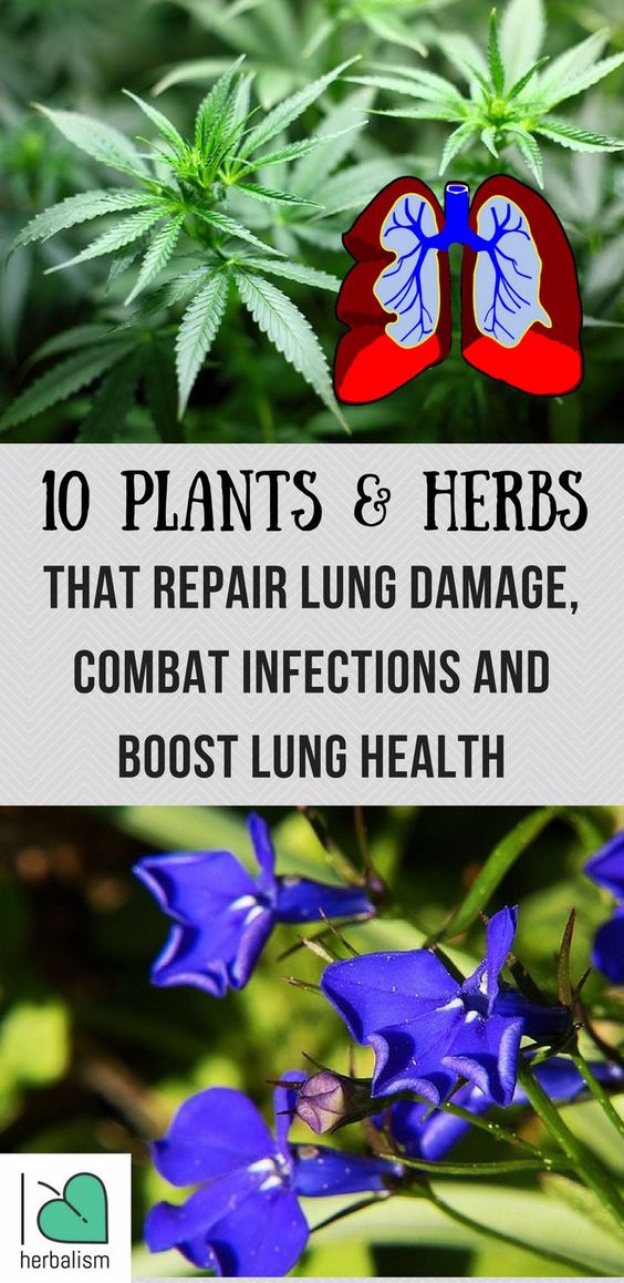 10 Plants and Herbs That Boost Lung Health, Heal Respiratory Infections