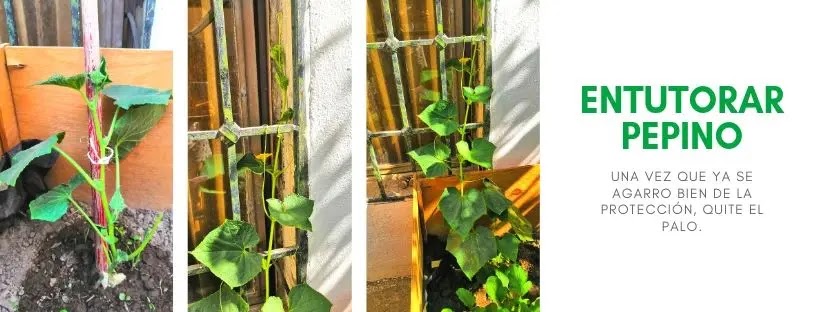 Actualización - Planta del pepino desde la semilla. Polinizar las flores?
