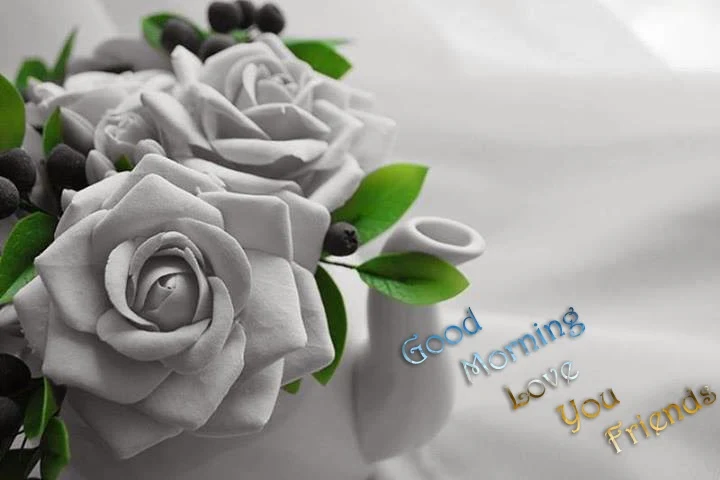 good morning with white rose