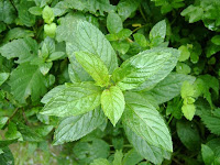 MENTA MENTA
