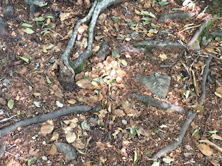 Antonio Colinas: Memorias del agua. Por Santiago Tracón