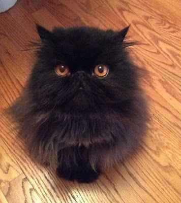 Persian Cat personality 