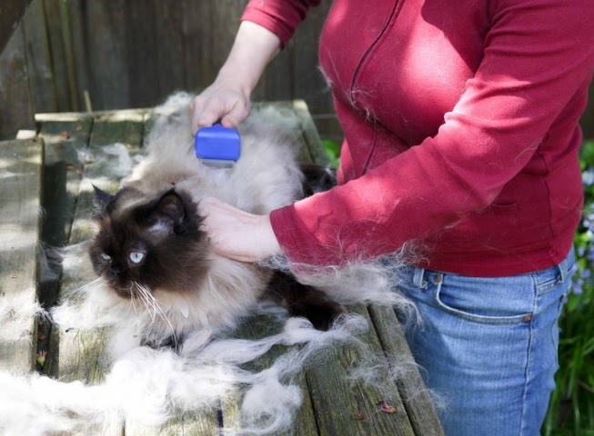 Retirado Lijadoras Inclinado Gatos en casa: FURminator, el cepillo que trasquila a gatos y perros