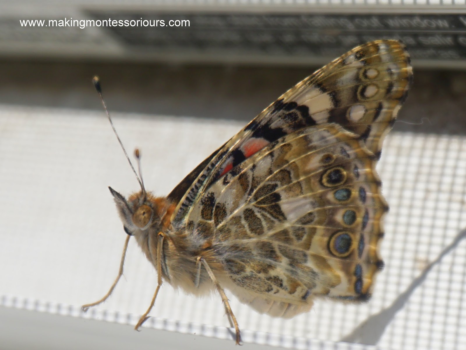 Butterfly Rearing & Hatching At Home "Making Montessori Ours"