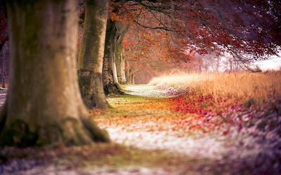 forest-trees-path-fallen-leaves-autumn-nature-photo-wallpaper-1920x1200