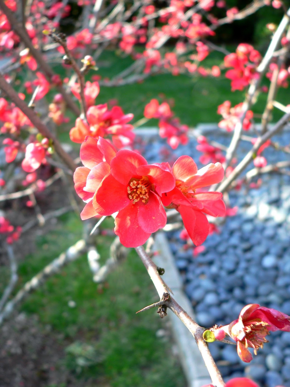 Cheekwood Botanical Garden Nashville Tn