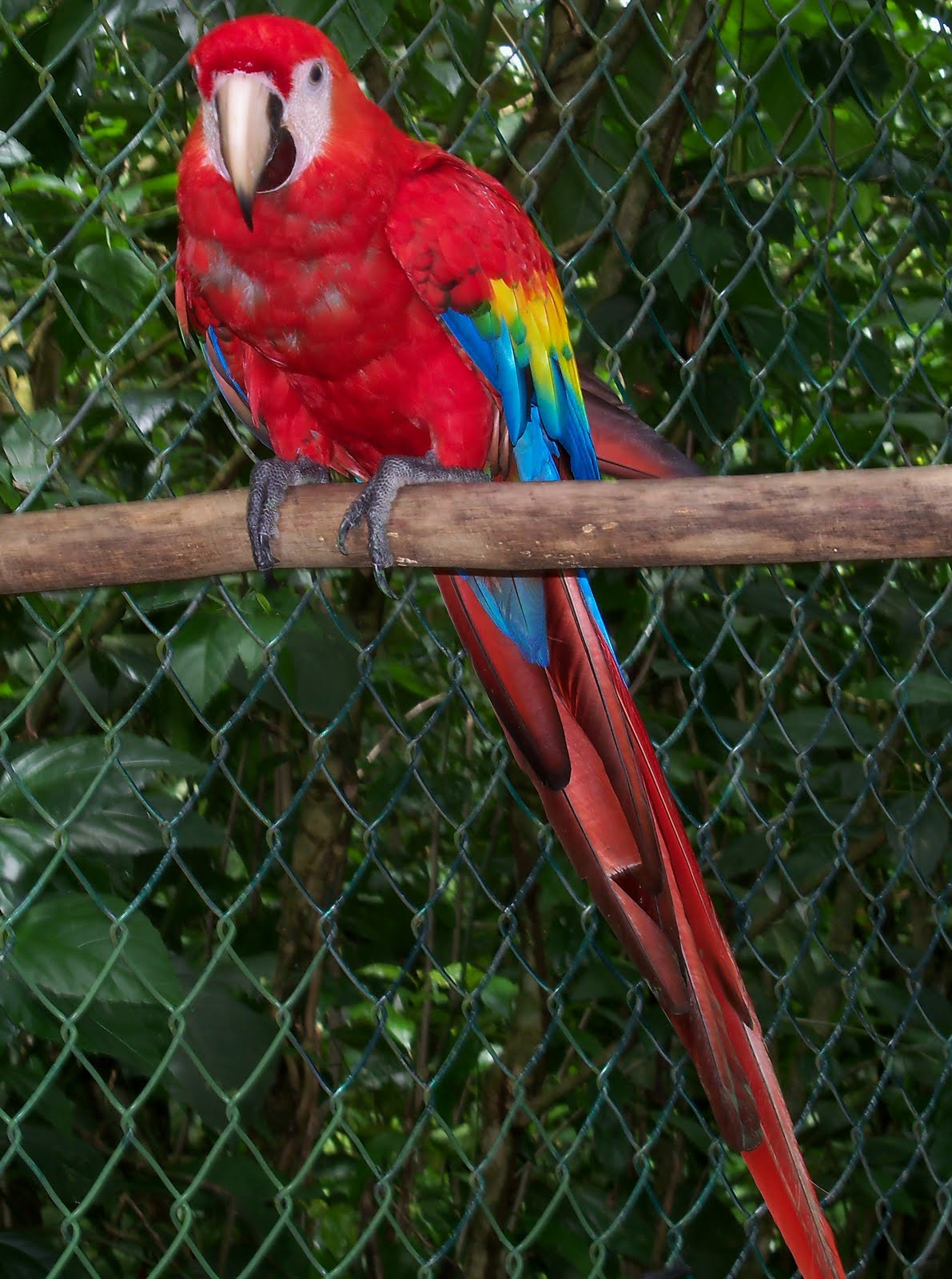 Jungle and Rainforest Art of Costa Rica: "Help Rescued Animals & Learn