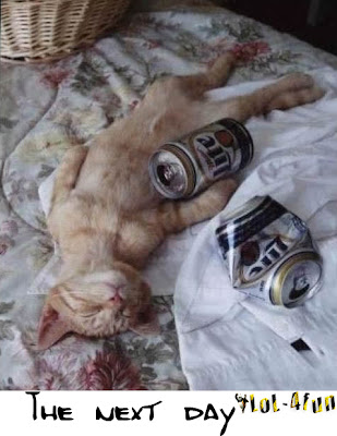 Funny drunk cats