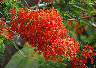 Bunga Flamboyan yang Cantik