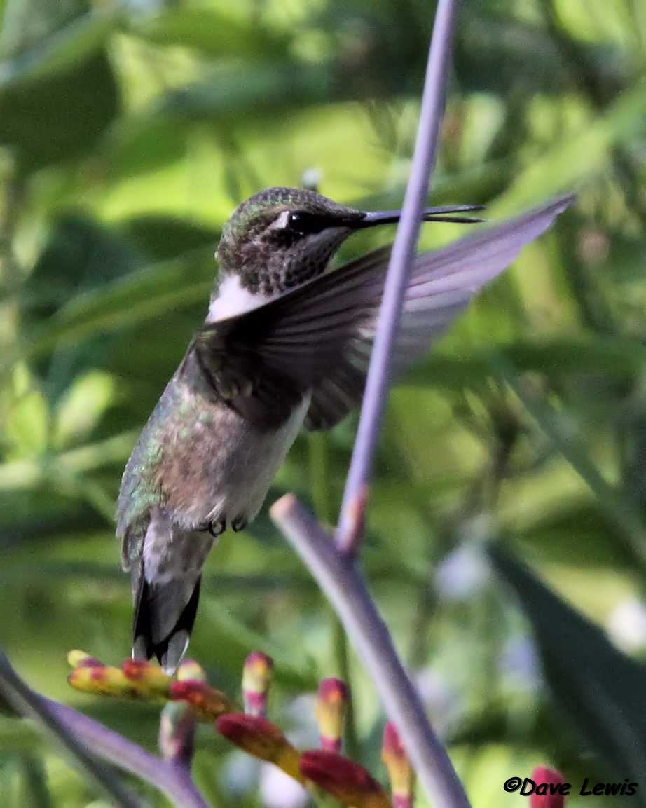 Birds from Behind : An Old Friend Returns...