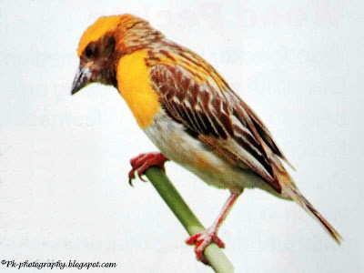 Baya Weaver Bird