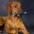 Dog teeth Stress-free brushing