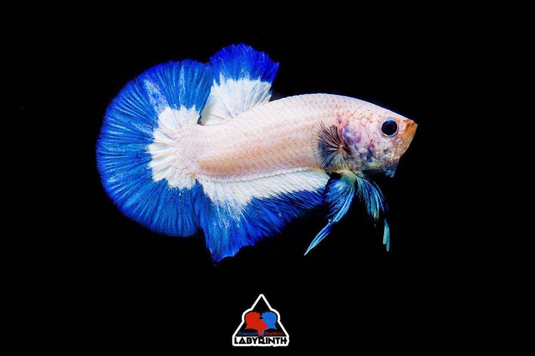 500 Gambar Ikan Cupang Blue Rim Terbaik