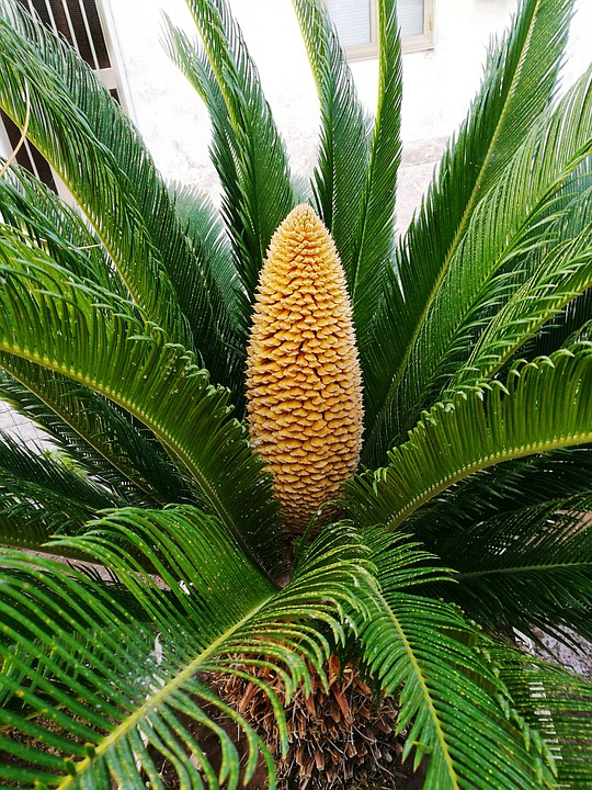 Cycas revoluta «cica» Id Plantae