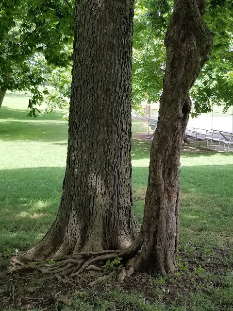 Scenes From My Qeekend - Happy July 1! - enmeshed trees bohohome.com @bohosusan
