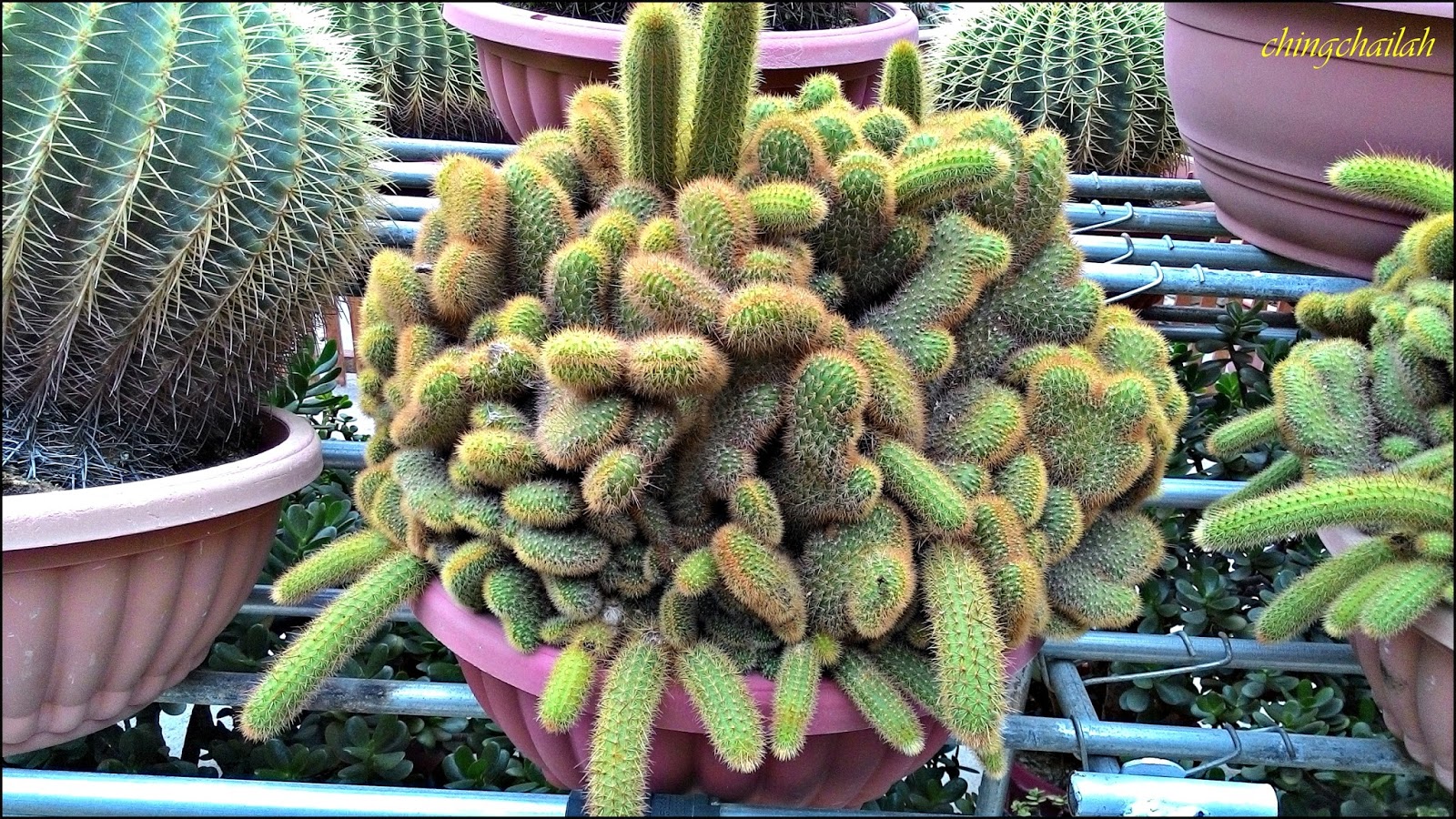 Simple Living In Nancy Cactus Farm At Cameron Highlands.