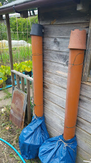 gathering comfrey juice