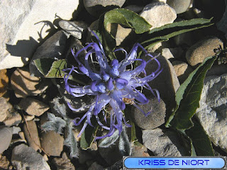 Flore du Mont Ventoux Flore du Mont Ventoux