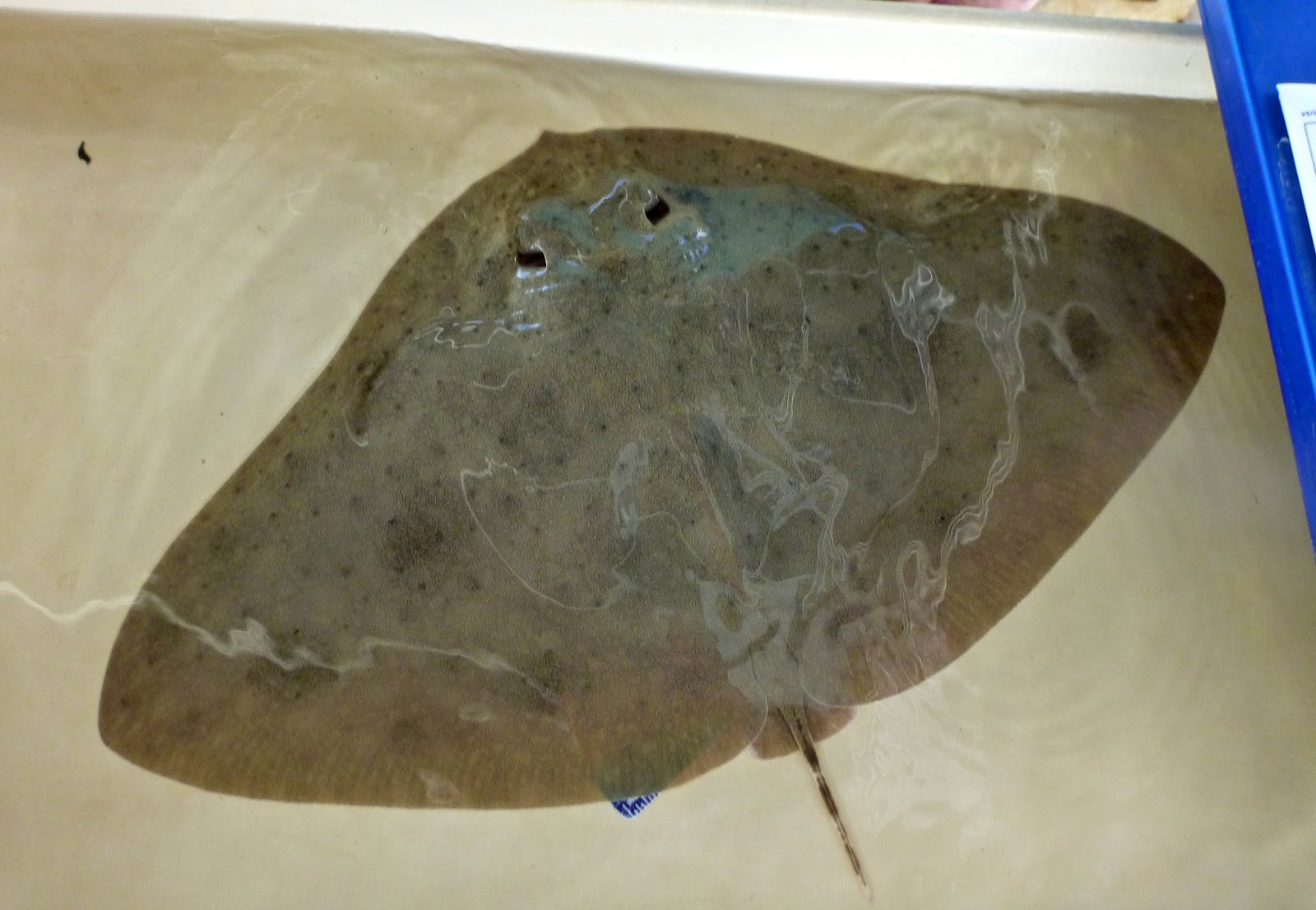 Smooth Butterfly Ray