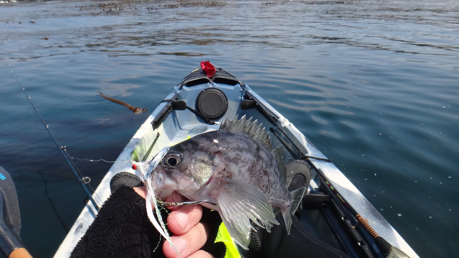 Headwaters Fishing Team Catching Rockfish with a Fly Rod at Albion by