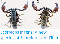 http://sciencythoughts.blogspot.co.uk/2015/05/scorpiops-ingens-new-species-of.html
