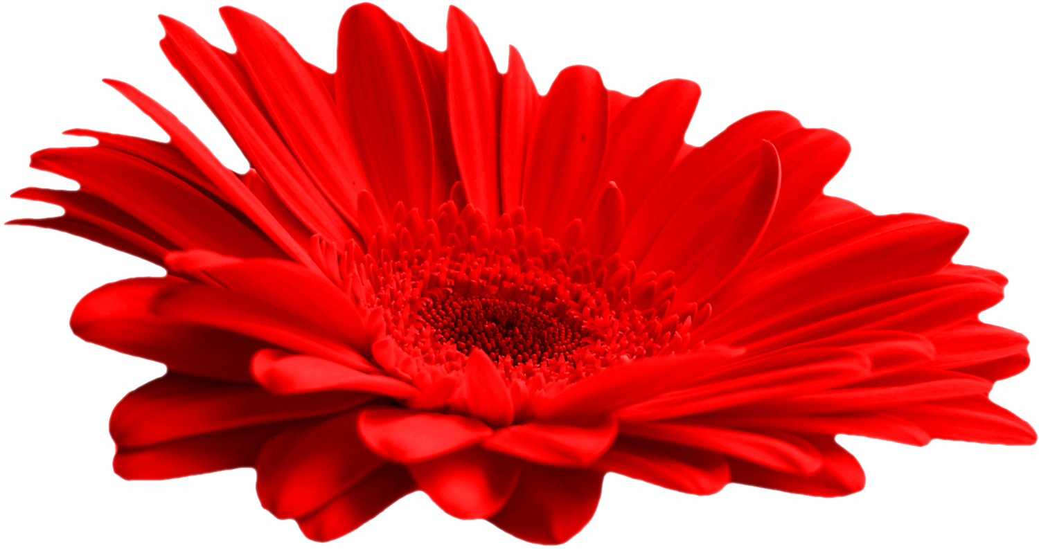 гибискус ярко-красный. цветы на прозрачном фоне. гибискус viola. гербера трансваальская маргаритка. гибискус аленький цветочек.