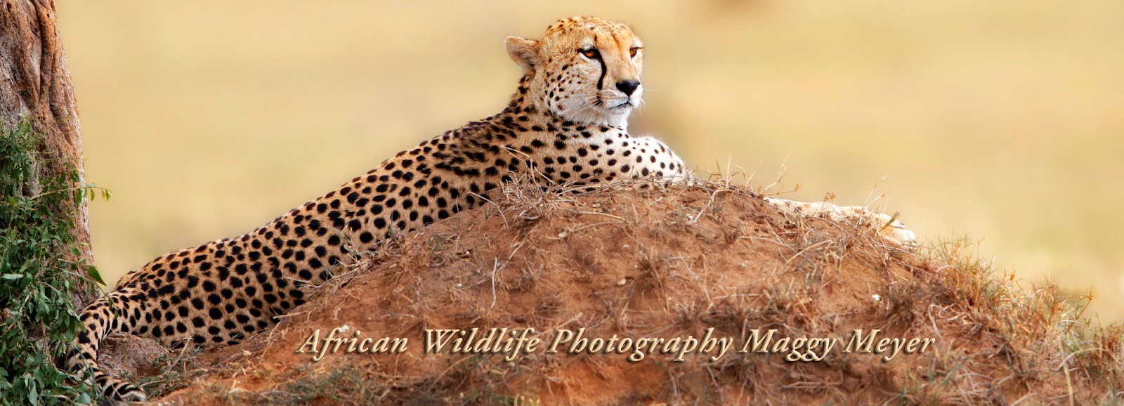 African Wildlife Photography Maggy Meyer