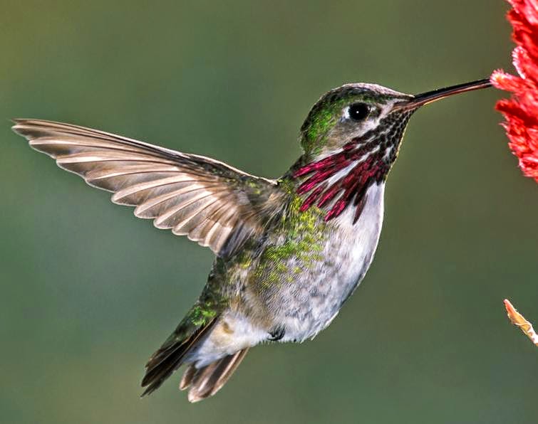 ΚΟΛΙΜΠΡΙΑ (HUMMINGBIRDS) photos - wallpapers | the fun bank
