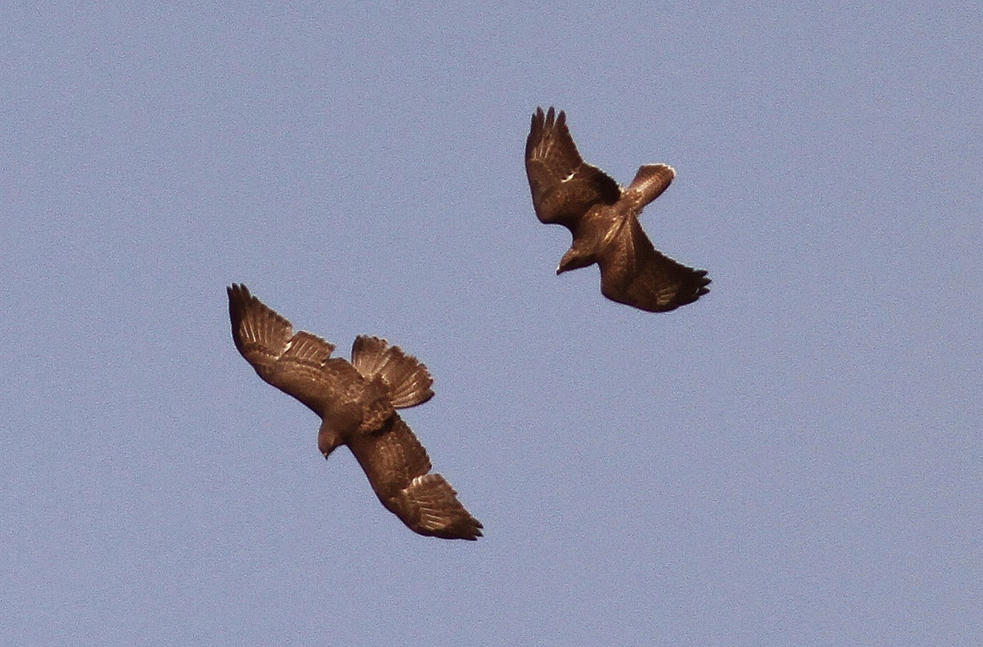 NonStop Birding Common Buzzards