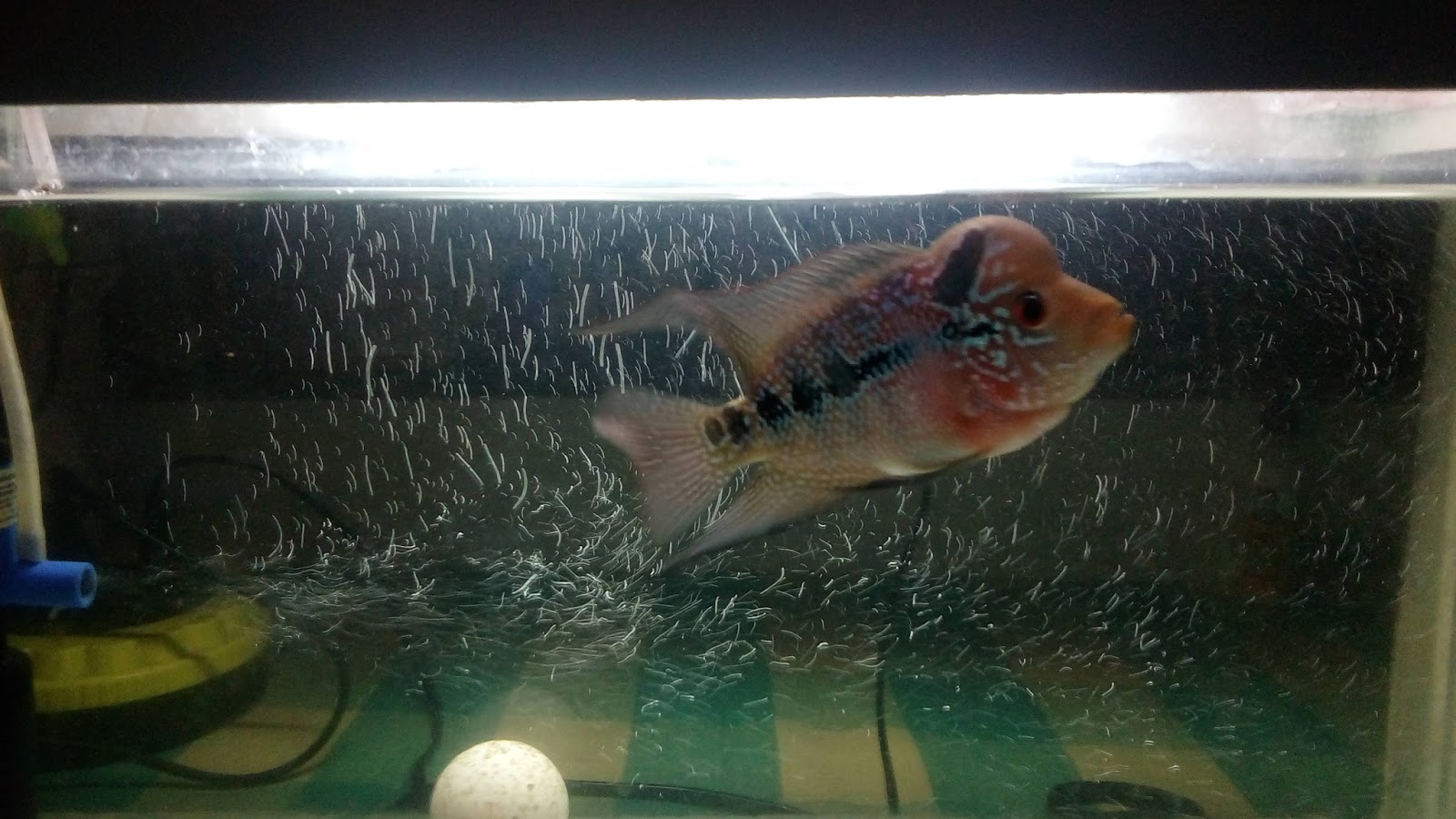KARTHI'S BLOG BABY FLOWERHORN GROWING TIPS