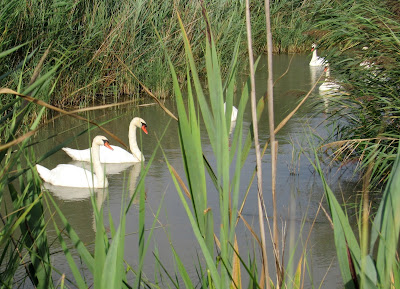 Cisnes en la Camarga