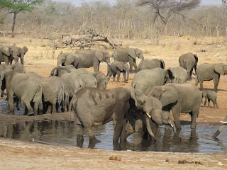 Elephants in Chobe national park