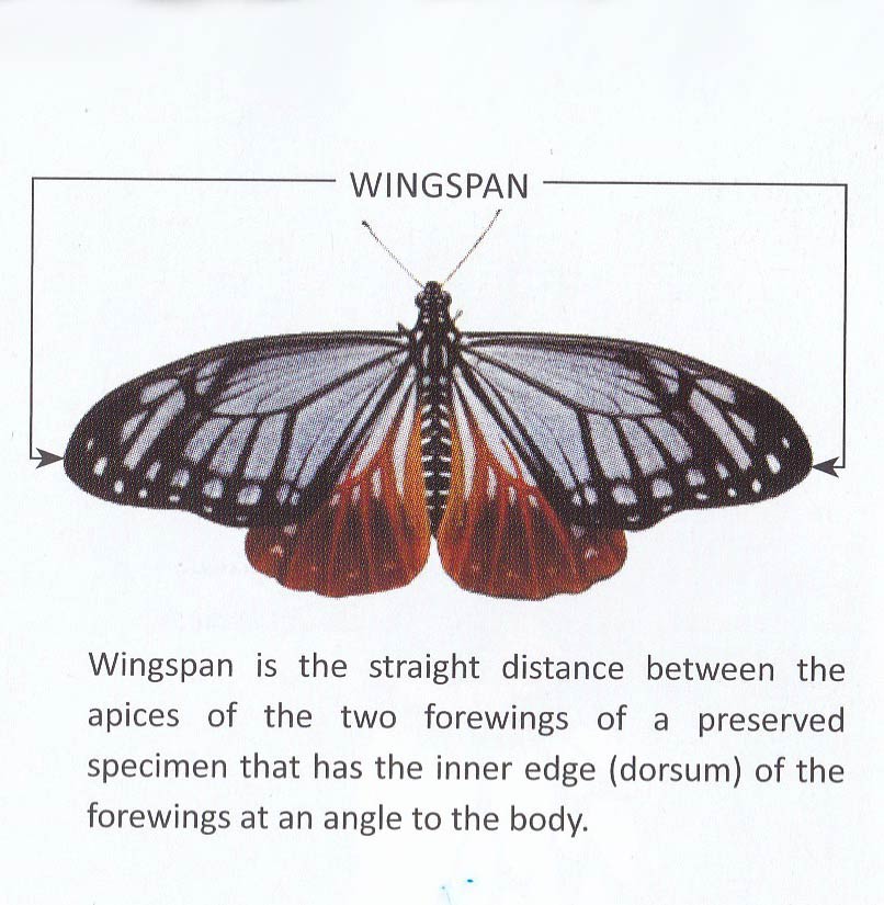 Butterflies of Singapore Book Review Butterflies of India