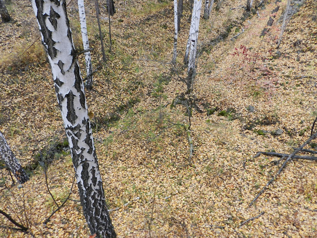 Пересекающиеся рвы в лесу под Кыштымом