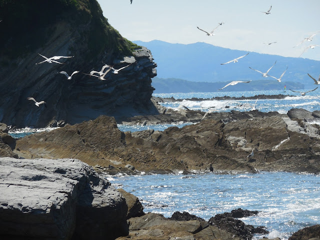 seagulls-saint-jean-de-luz-beach-france-surf-trip-2015-atlantic-ocean-spaander-sealiberty-cruising
