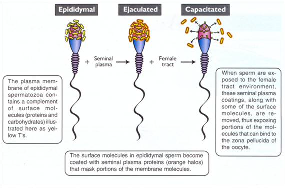 Nota Kedokteran Perkembangan Embrio Manusia