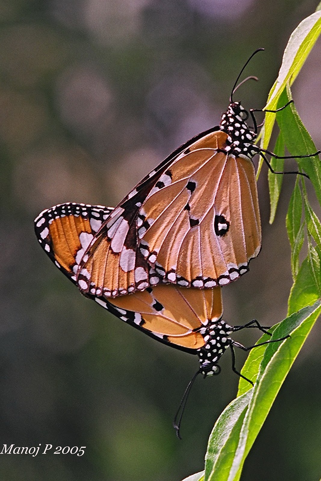 My Butterfly Garden Plain Tiger Danaus Chrysippus