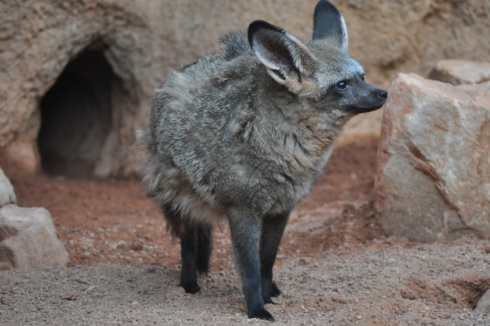 ZOOTOGRAFIANDO (MI COLECCIÓN DE FOTOS DE ANIMALES) ZORRO OREJUDO U