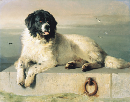chocolate landseer newfoundland