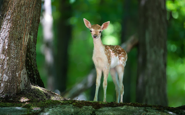 Wallpaper of a young deer in forest