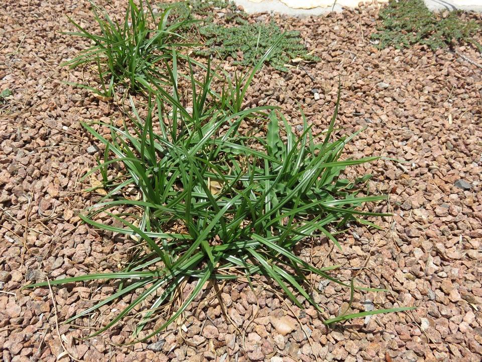 NMSU Plant Clinic Nutsedges Invade Turf and Ornamental Plantings