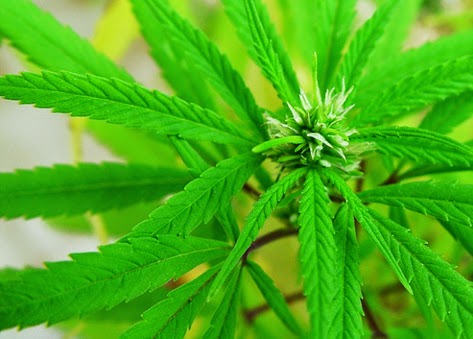  Marley Natural y la legalización de la marihuana