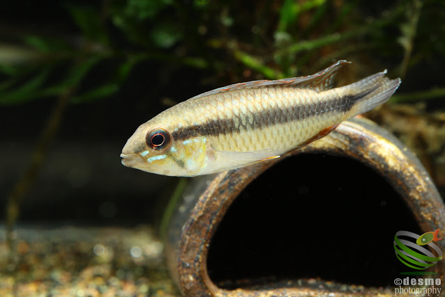 Apistogramma sp. segelflossen