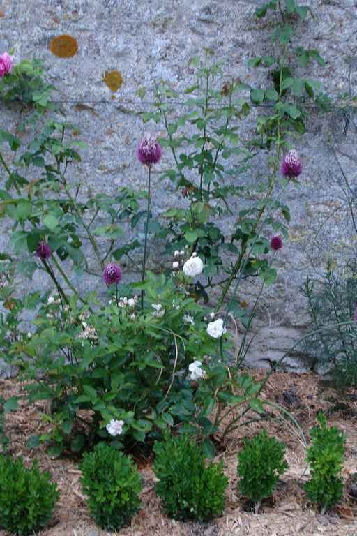 Le Jardin De Darius Au Boulot