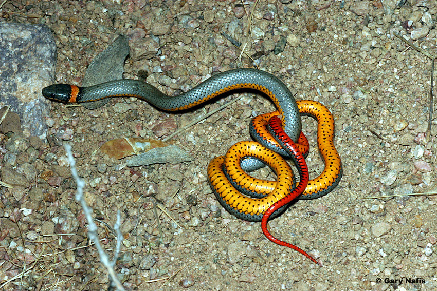 Какой цвет змеи 2025. Двухполосая желёзистая змея. Аспидовые змеи. Окраска змей. Разноцветные змеи.