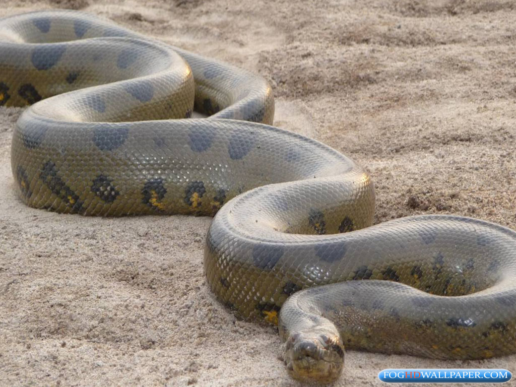 black anaconda snake black anaconda snake