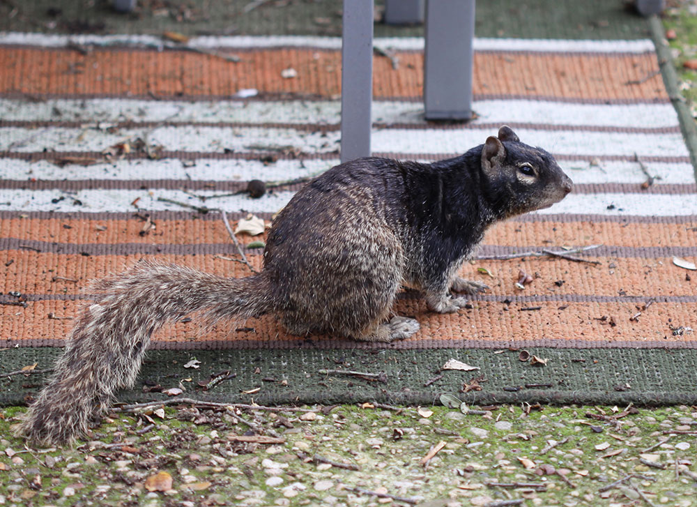 Corey Carter Austin, Texas Rock Squirrel