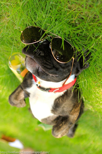 Dog in sunglasses.