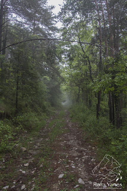 Ruta: Puig Ou (1.300 m) (Els 100 Cims)